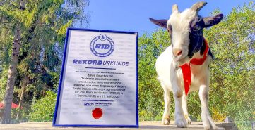 RID-Weltrekord_Ziegentricks_5